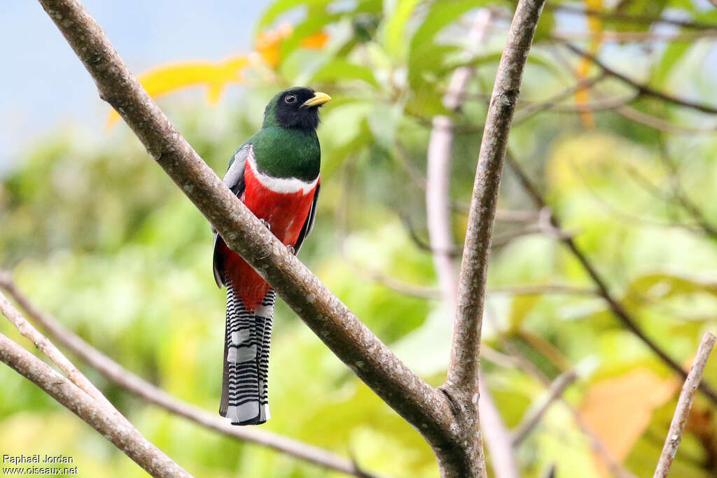 Collared Trogon male adult, habitat, pigmentation