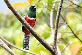 Collared Trogon