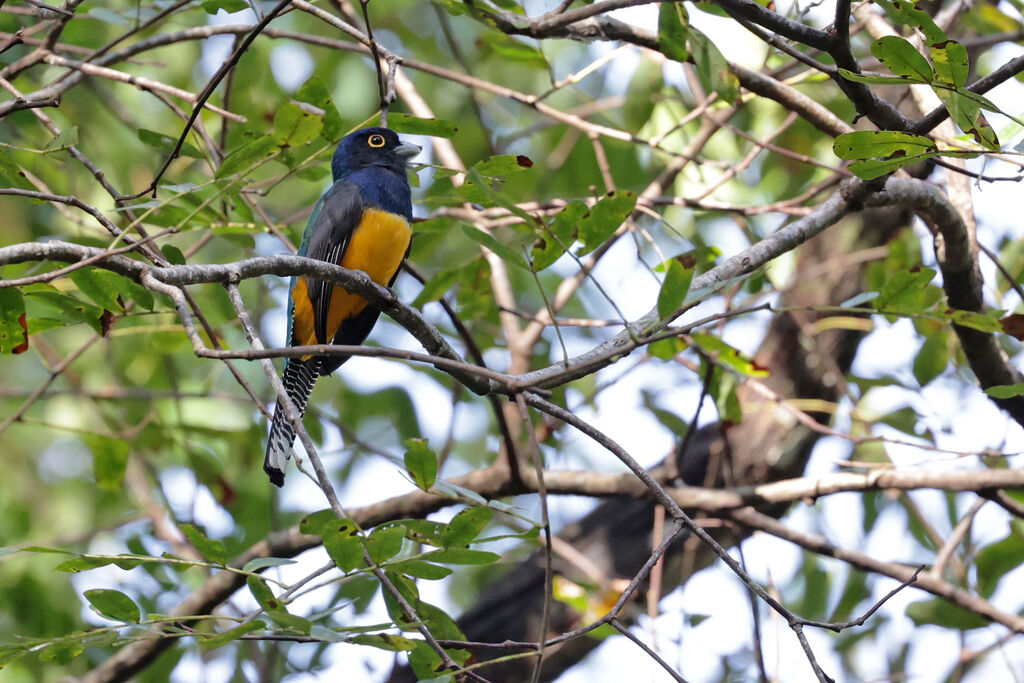 Guianan Trogon male adult