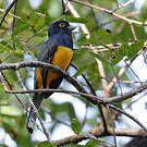 Trogon violacé