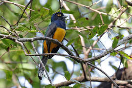 Guianan Trogon