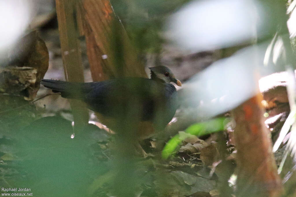 Thick-billed Ground Pigeonadult, identification