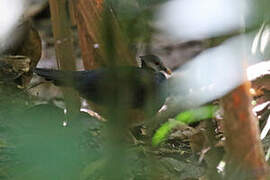 Thick-billed Ground Pigeon