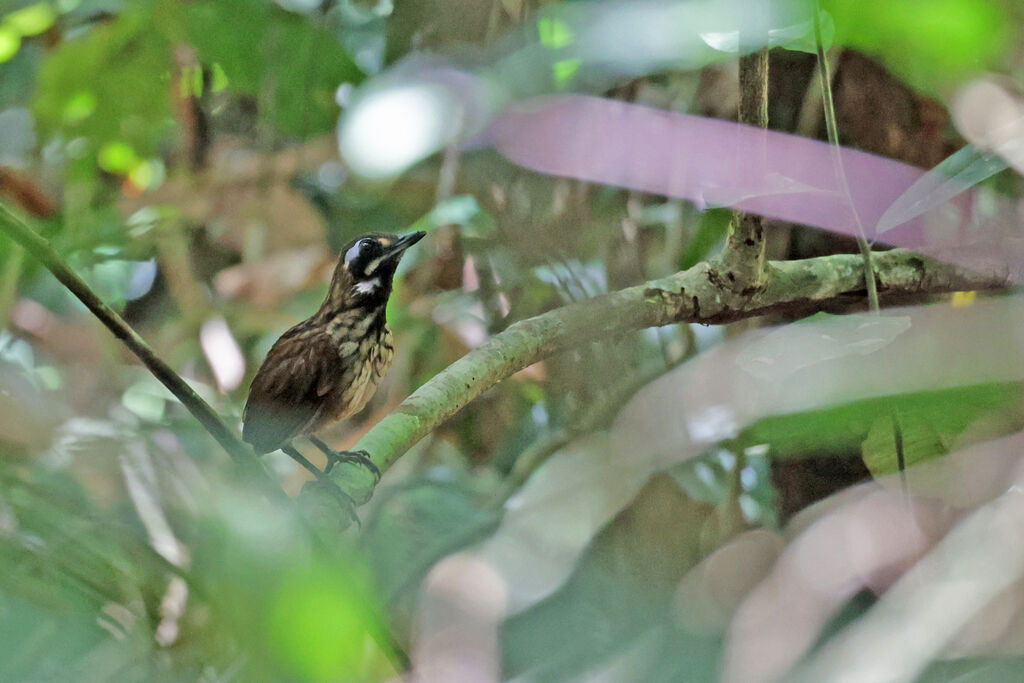 Black-throated Wren-Babbler