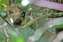 Black-throated Wren-Babbler