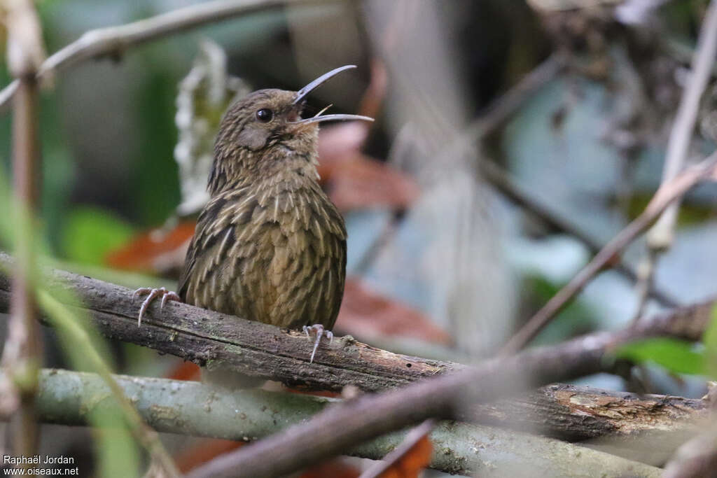 Long-billed Wren-Babbler male adult, song