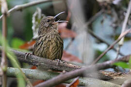 Long-billed Wren-Babbler