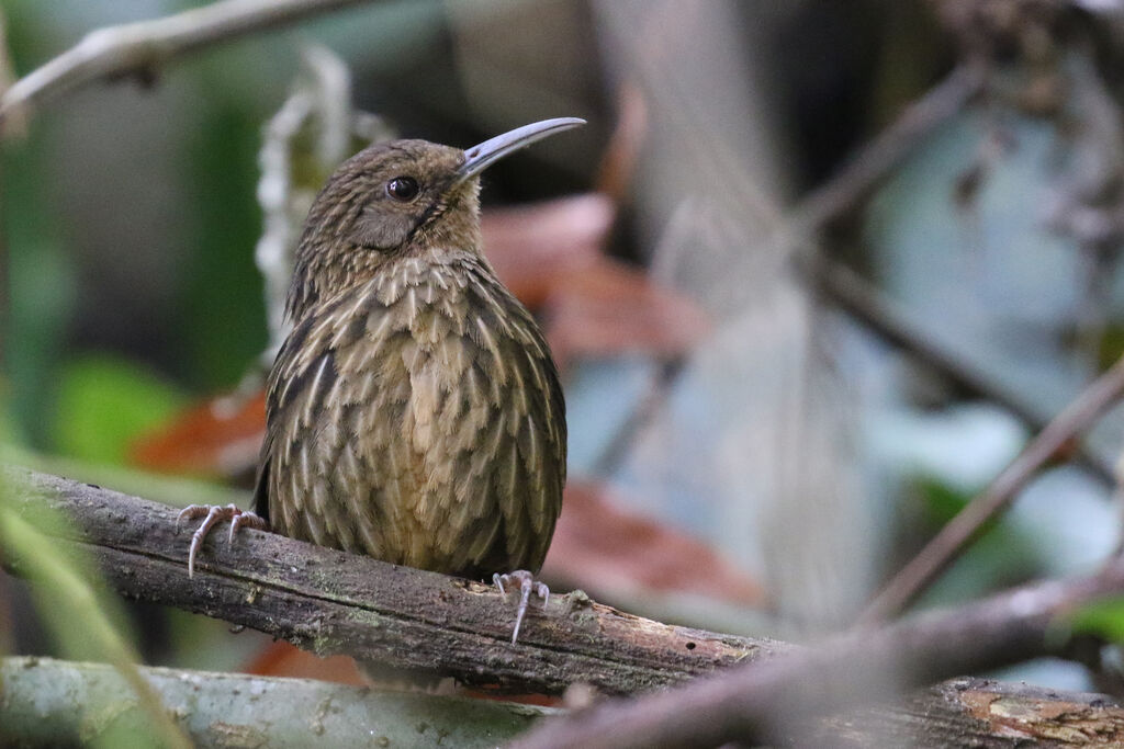 Long-billed Wren-Babbler male adult breeding