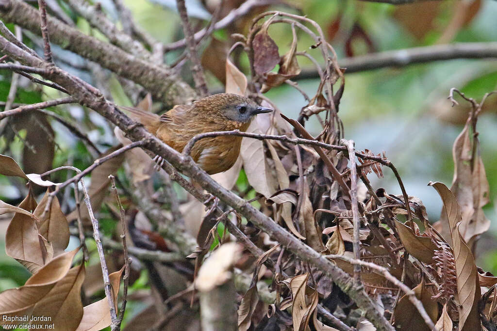 Tawny-breasted Wren-Babbleradult