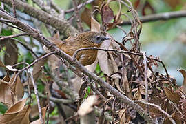 Tawny-breasted Wren-Babbler