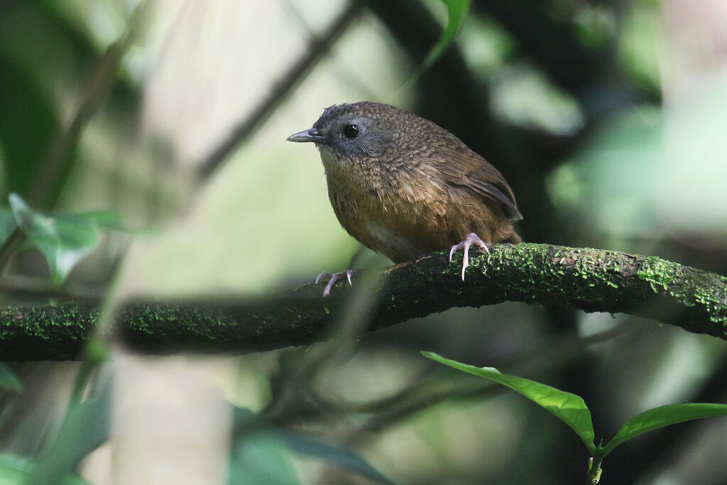 Tawny-breasted Wren-Babbleradult