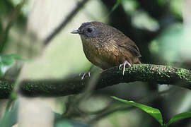 Tawny-breasted Wren-Babbler