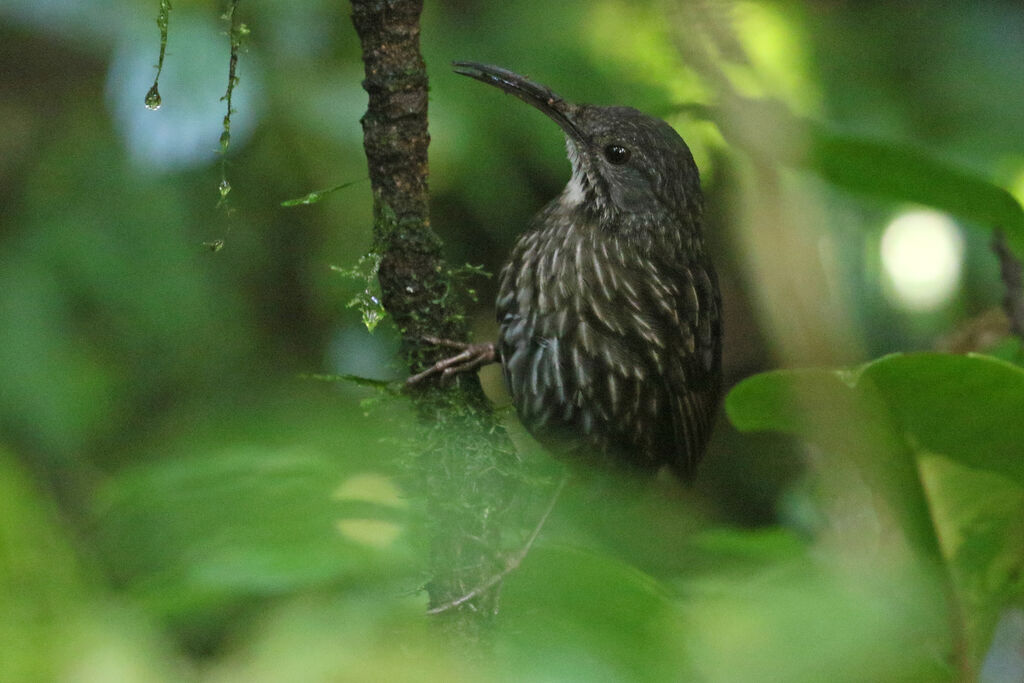 Sumatran Wren-Babbleradult