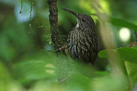 Sumatran Wren-Babbler