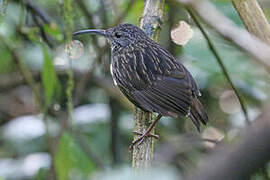 Sumatran Wren-Babbler