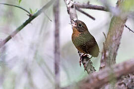 Scaly-breasted Cupwing