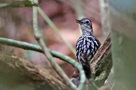 Bornean Wren-Babbler