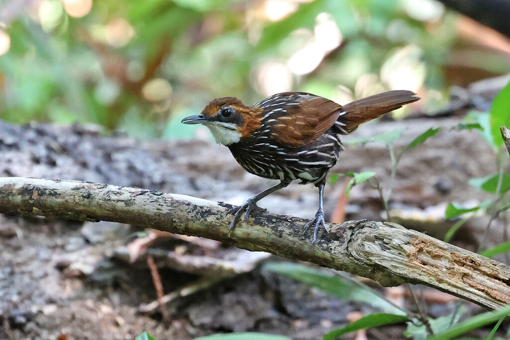 Falcated Wren-Babbleradult