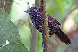 Cachar Wedge-billed Babbler