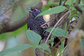 Cachar Wedge-billed Babbler