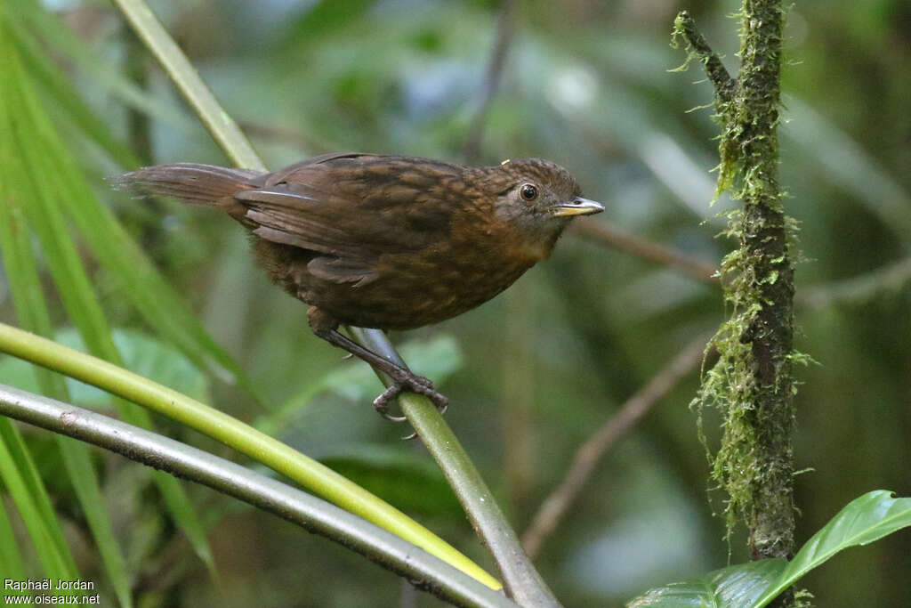 Rusty-breasted Wren-Babbleradult, identification