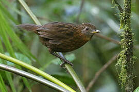 Rusty-breasted Wren-Babbler