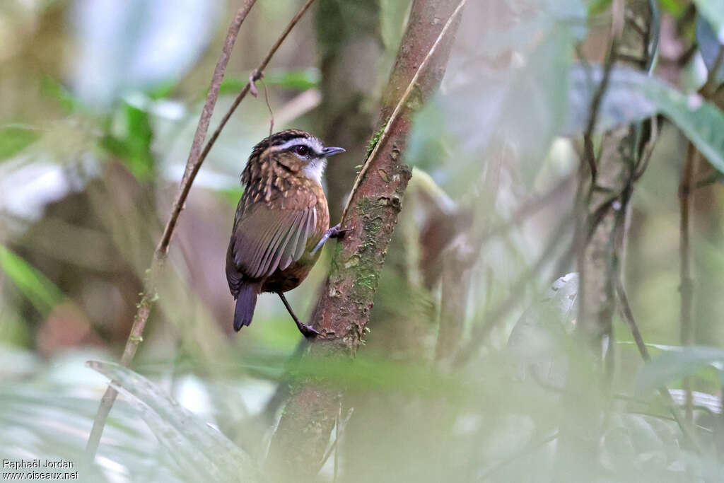 Mountain Wren-Babbler