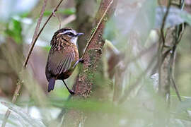 Mountain Wren-Babbler