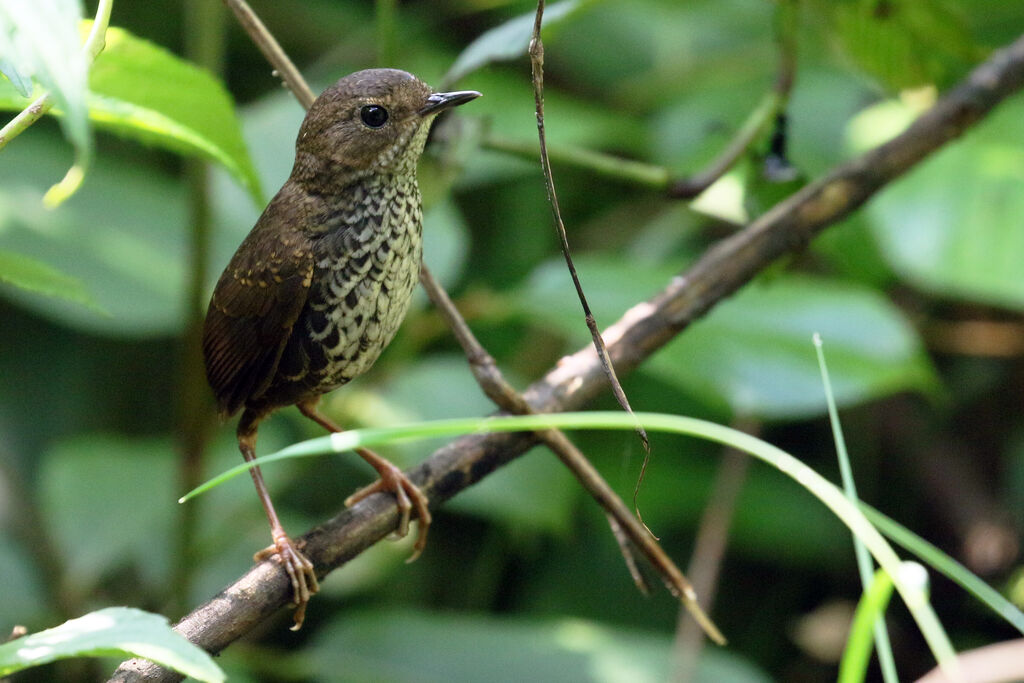 Pygmy Cupwingadult