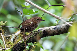 Pygmy Cupwing
