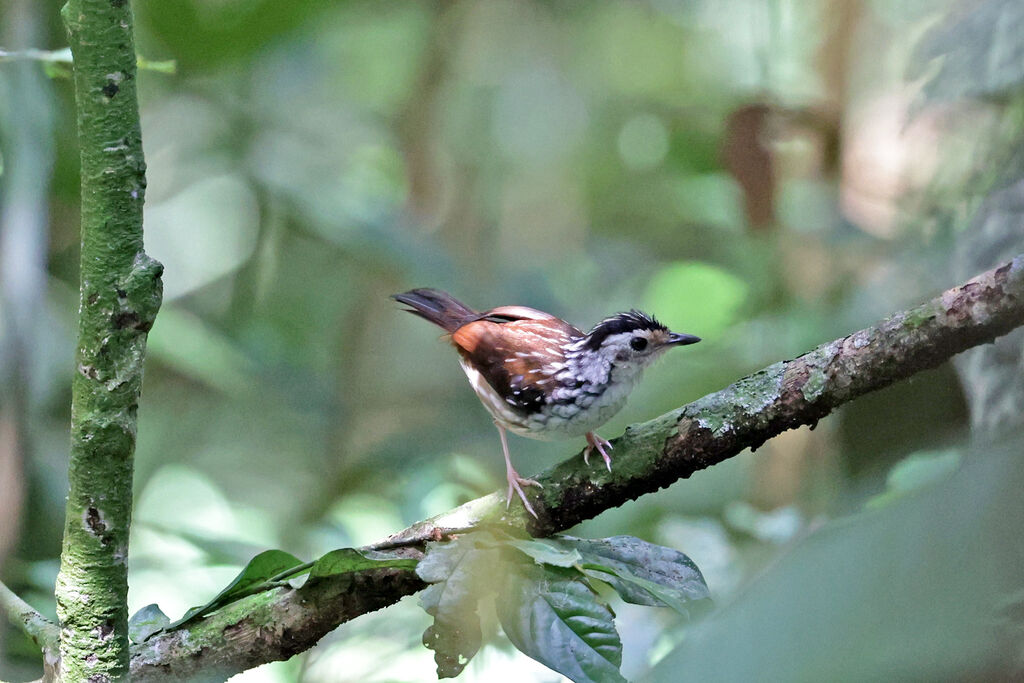 Turdinule striée