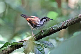 Striped Wren-Babbler