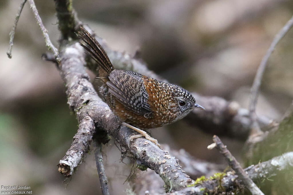 Turdinule troglodyteadulte nuptial, identification