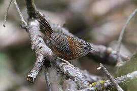 Bar-winged Wren-Babbler