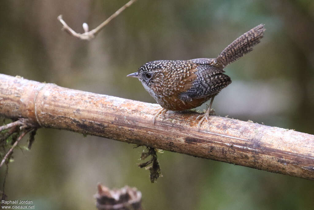 Turdinule troglodyteadulte nuptial, identification