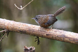 Bar-winged Wren-Babbler