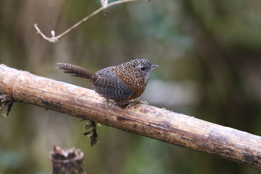 Bar-winged Wren-Babbleradult breeding