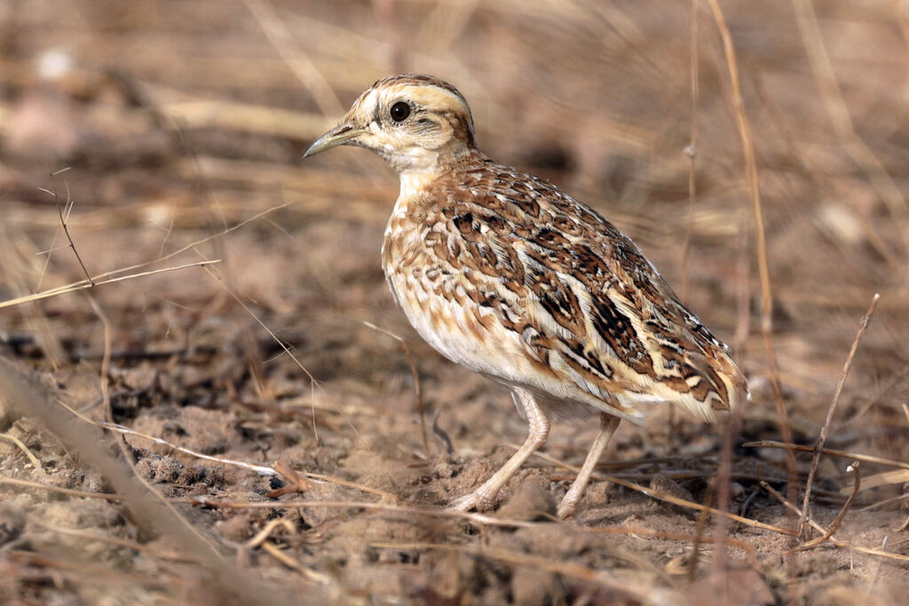 Quail-ploveradult