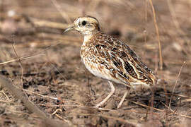 Quail-plover