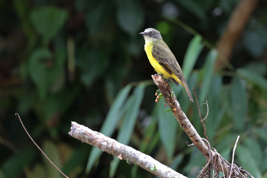 Grey-capped Flycatcheradult