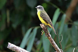 Grey-capped Flycatcher