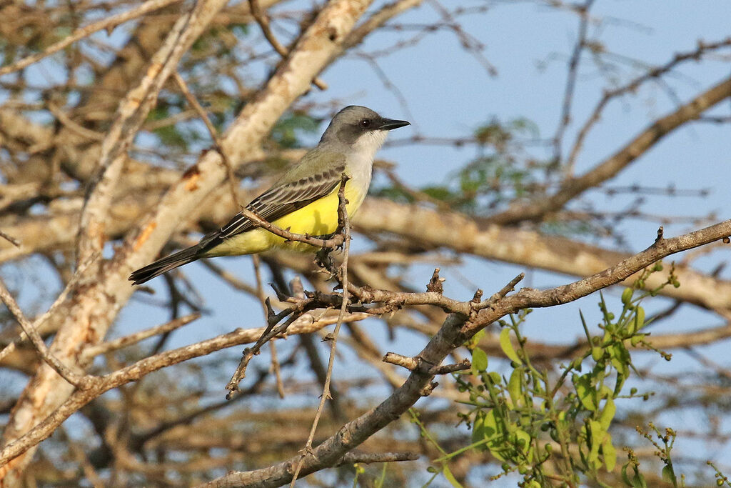 Snowy-throated Kingbirdadult