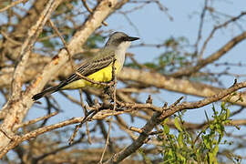 Snowy-throated Kingbird