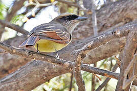 Baird's Flycatcher