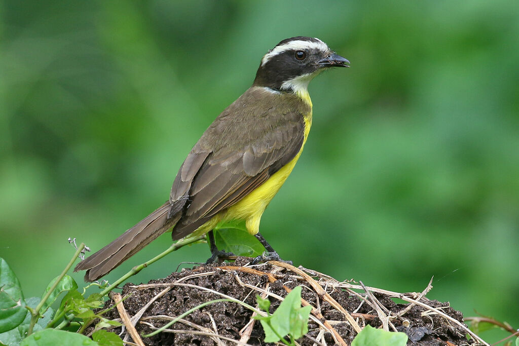 Rusty-margined Flycatcheradult