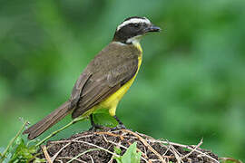 Rusty-margined Flycatcher