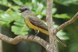 Couch's Kingbird