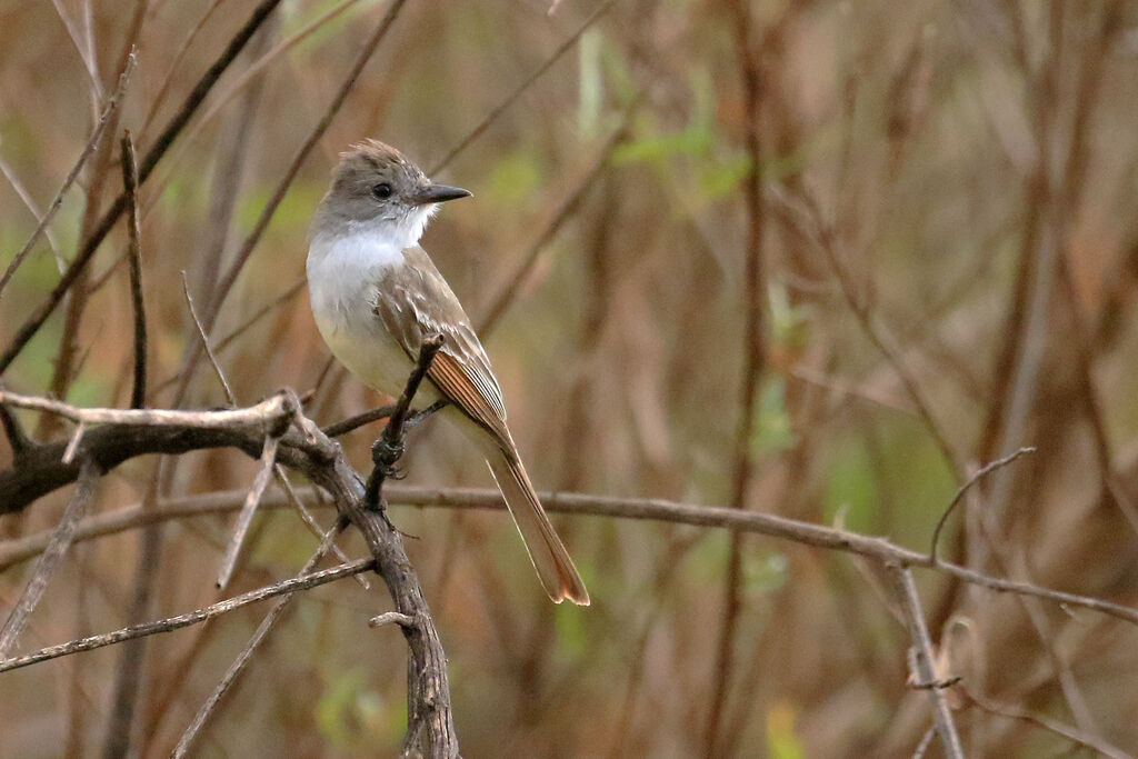 Nutting's Flycatcheradult