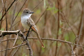 Nutting's Flycatcher