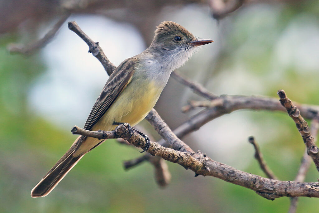 Swainson's Flycatcheradult